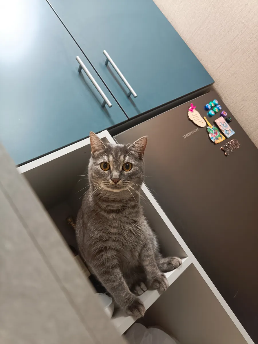 Кот Бостон
