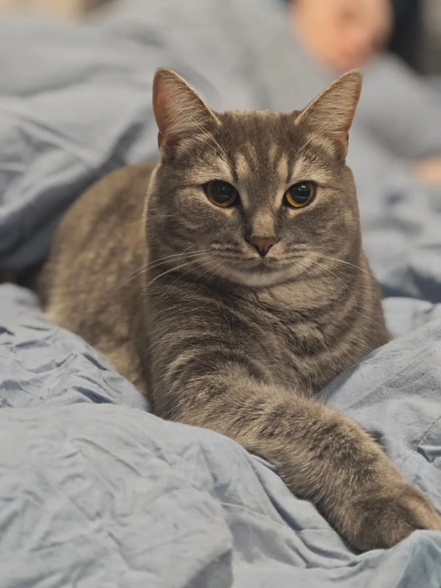 Кот Бостон