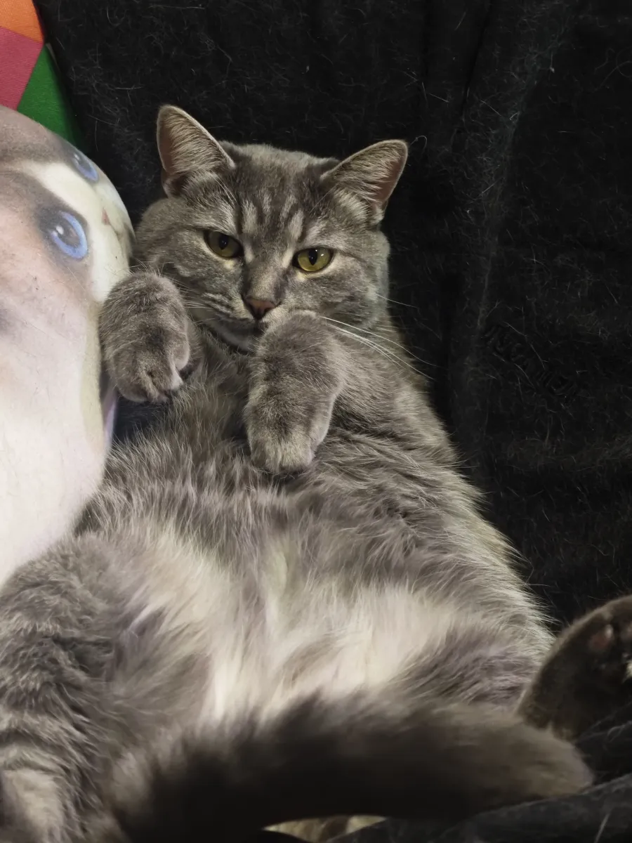 Кот Бостон