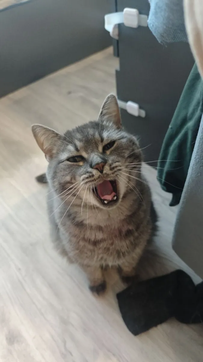 Кот Бостон