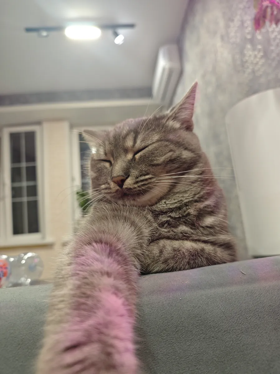 Кот Бостон